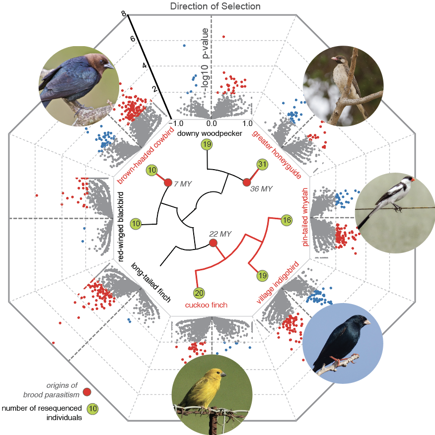 Nectar Convergence Tree