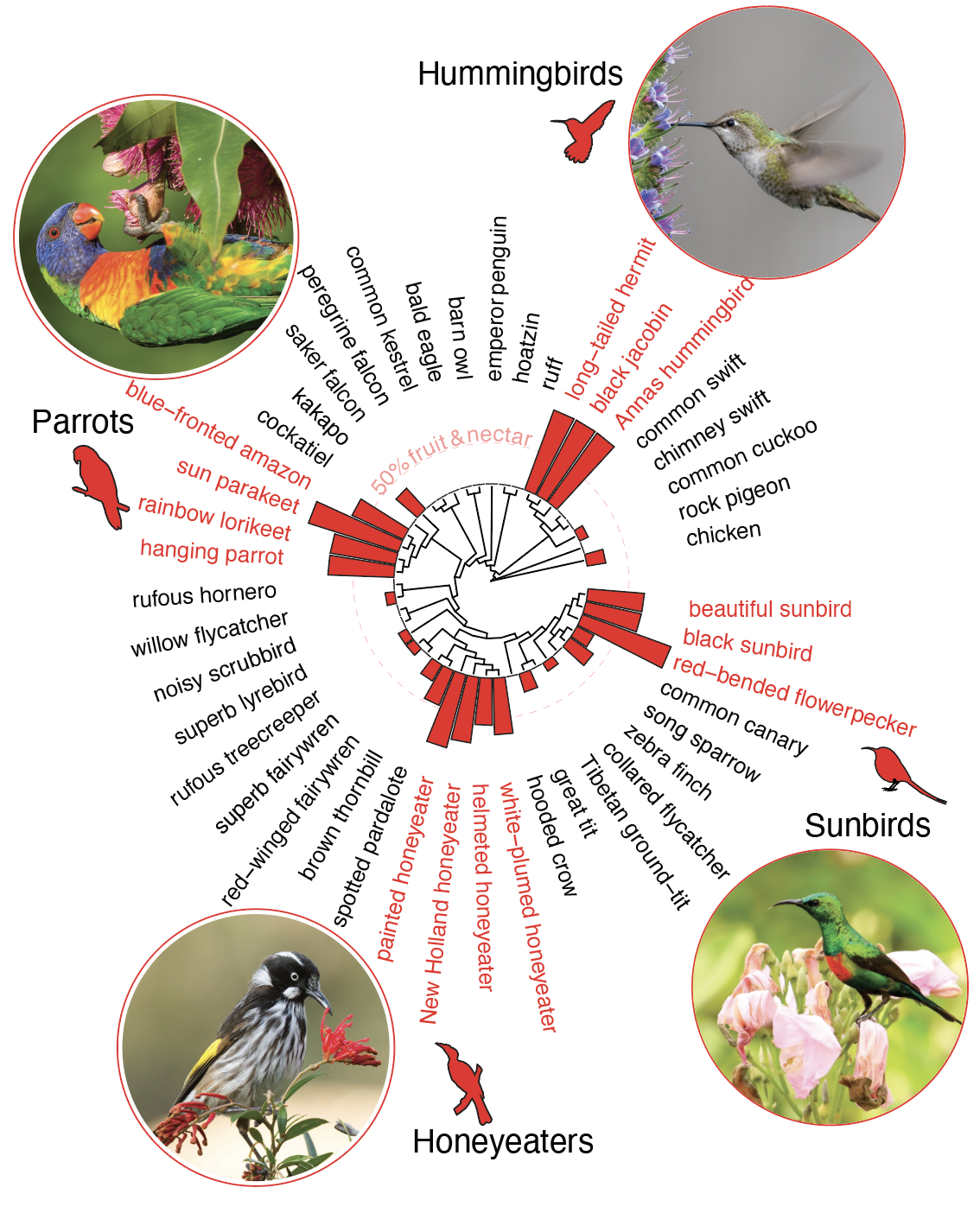 Nectar Convergence Tree